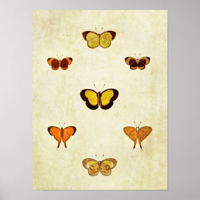 Vintager Schmetterling Print 331 Poster (Vorne)