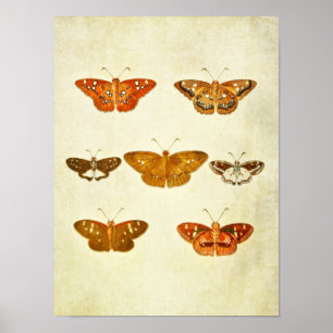 Vintager Schmetterling Print 342 Poster