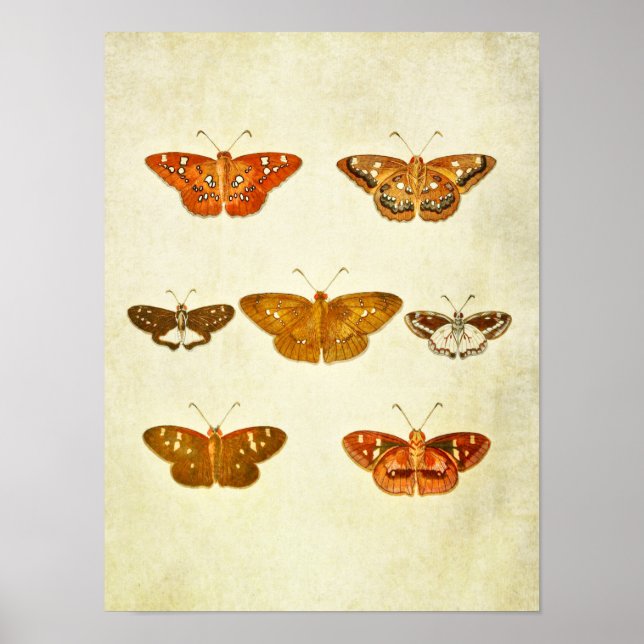Vintager Schmetterling Print 342 Poster (Vorne)