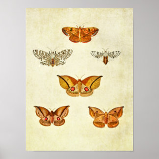 Vintager Schmetterling Print 344 Poster