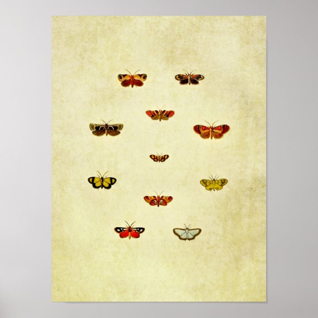Vintager Schmetterling Print 348 Poster (Vorne)