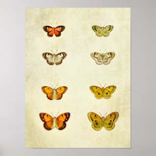 Vintager Schmetterling Print 351 Poster