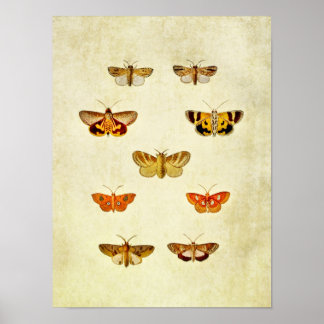 Vintager Schmetterling Print 358 Poster