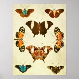 Vintager Schmetterling Print 364 Poster