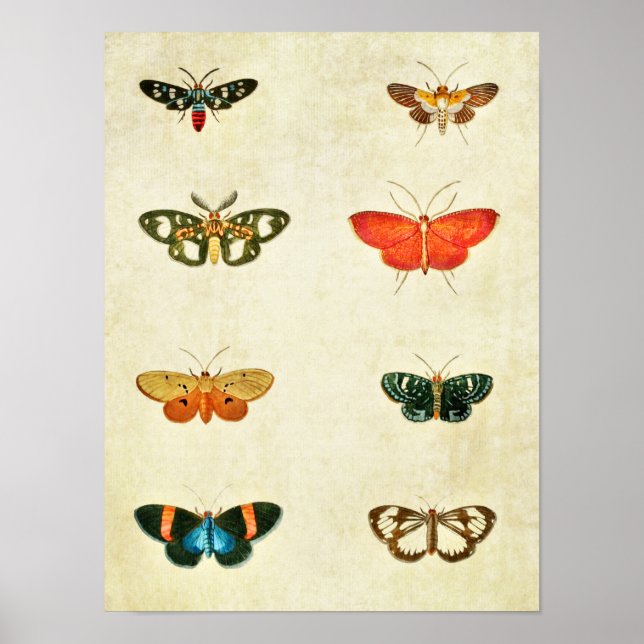 Vintager Schmetterling Print 368 Poster (Vorne)