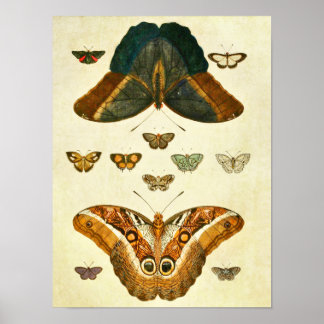 Vintager Schmetterling Print 390 Poster