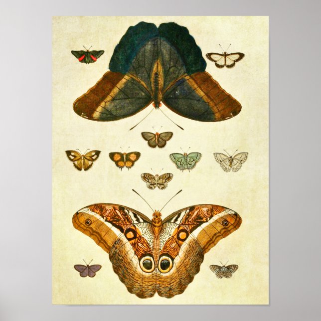 Vintager Schmetterling Print 390 Poster (Vorne)