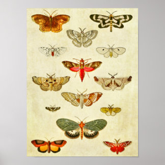 Vintager Schmetterling Print 398 Poster
