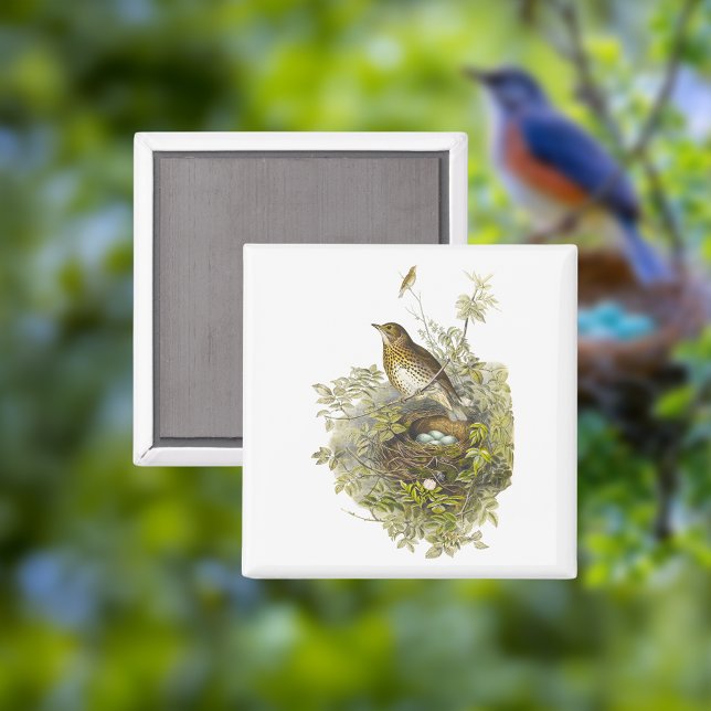 Vintager Schutzwurf ihre Eier Magnet (Von Creator hochgeladen)