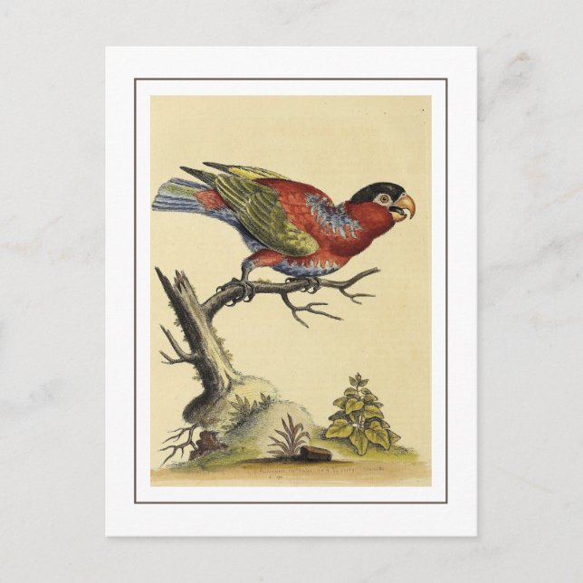Vintager schwarzer Papageienvogel Postkarte (Vorderseite)
