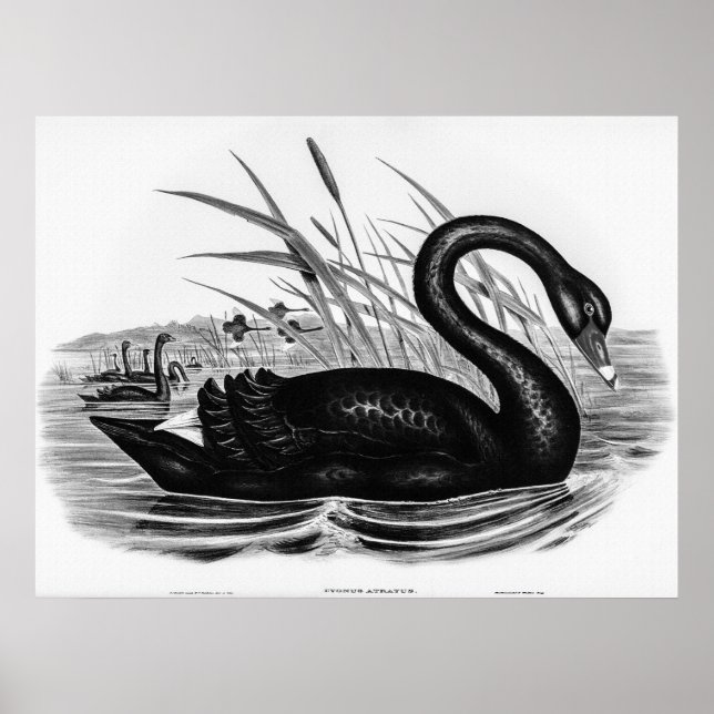 Vintager Schwarzer Schwan Poster (Vorne)