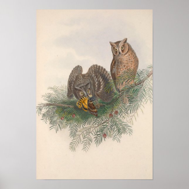 Vintager Scops-gezüchteter Vogelvogel Poster (Vorne)