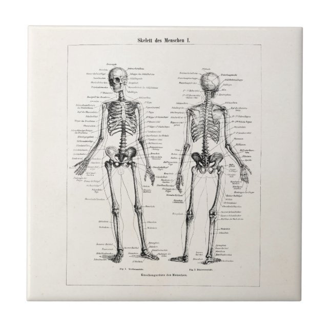 Vintager Skeleton menschlicher Anatomie-Knochen Fliese (Vorderseite)