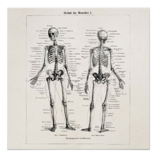 Vintager Skeleton menschlicher Anatomie-Knochen Poster