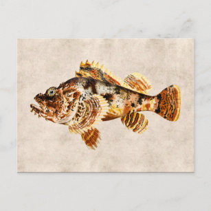 Vintager Skorpion Fisch Antiker Hawaii Zeichnend Postkarte