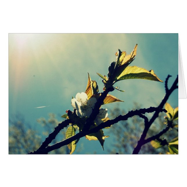 Vintager Sky (Vorderseite (Horizontal))