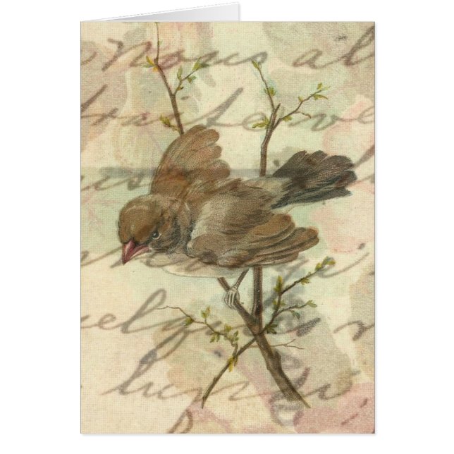 Vintager Spatz mit handgeschriebenem Hintergrund (Vorne)