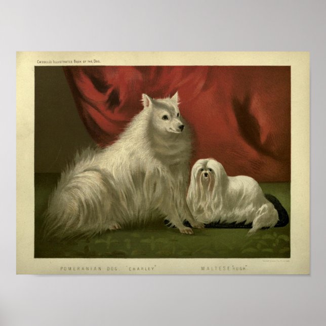 Vintager Spitz und maltesische Hundemalerei Poster (Vorne)