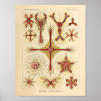 Vintager Starfish Ernst Haeckel Print Sea Life