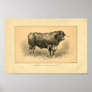 Vintager Stier-Druck 1888 Poster