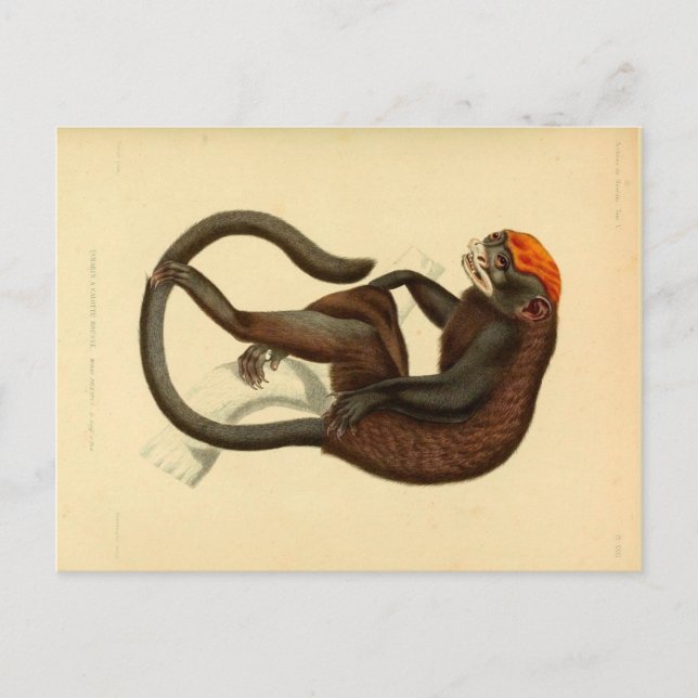 Vintager Tamarin-Affe mit Grinsen Postkarte (Vorderseite)