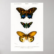 Vintager Tierdruck von Schmetterlingen Poster