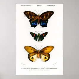 Vintager Tierdruck von Schmetterlingen Poster