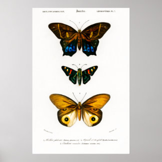 Vintager Tierdruck von Schmetterlingen Poster