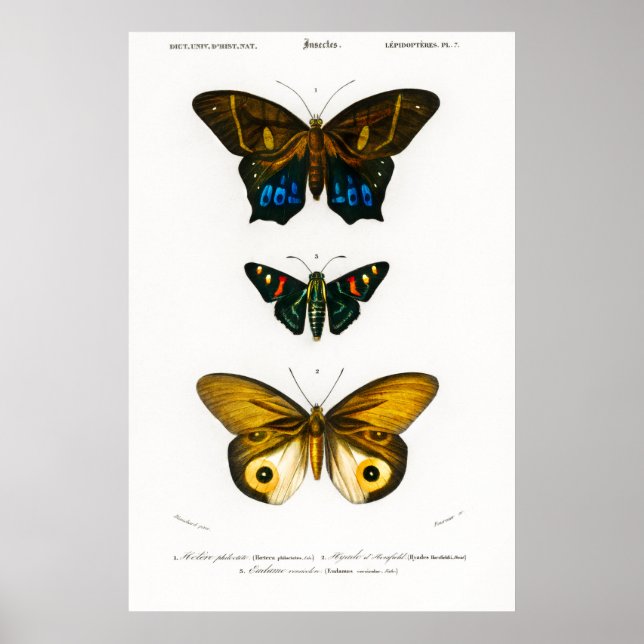 Vintager Tierdruck von Schmetterlingen Poster (Vorne)