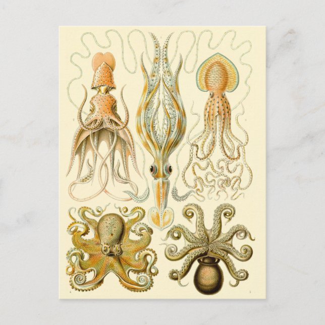 Vintager Tintenfisch/Oktopus Postkarte (Vorderseite)