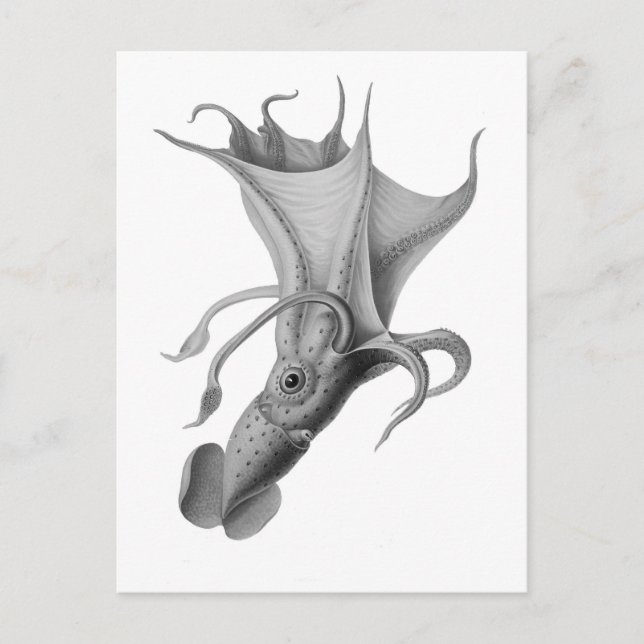 Vintager Tintenfisch Postkarte (Vorderseite)