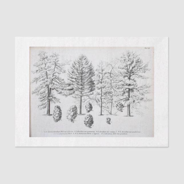 Vintager Tree Ephemera Decoupage Pine cone Seidenpapier (Vorderseite)