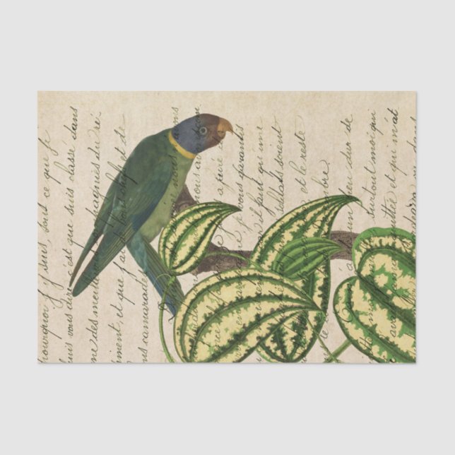 Vintager Tropenpapagei Seidenpapier (Vorderseite)