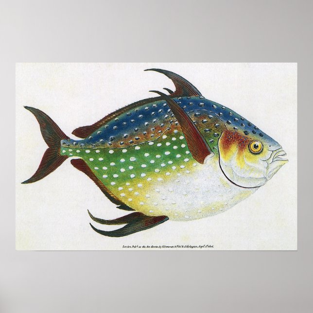 Vintager tropischer Ochsenfisch, Meerwassertier Poster (Vorne)