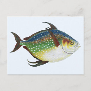 Vintager tropischer Ochsenfisch, Meerwassertier Postkarte