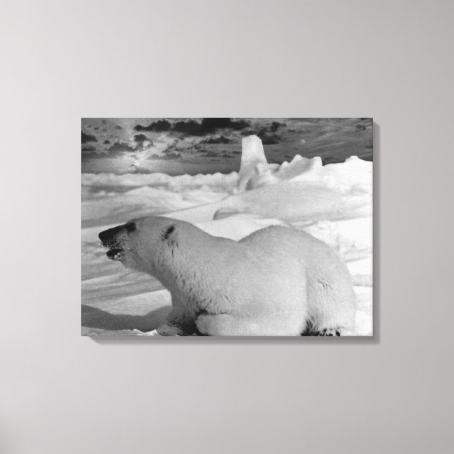 Vintager US-Alaska-Eisbär Leinwanddruck (Vorderseite)