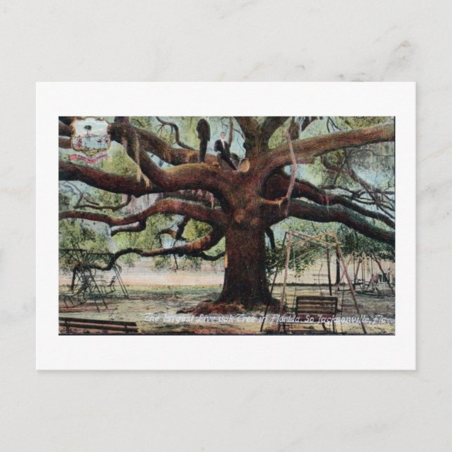 Vintager Vertrag Oak Jacksonville Florida Postcard Postkarte (Vorderseite)