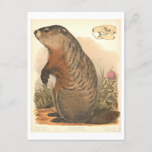Vintager Viktorianischer Lithograph von Woodchuck Postkarte
