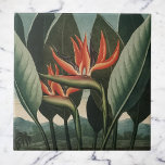 Vintager Vogel des Paradieses Botanischer Flora-Te Fliese<br><div class="desc">Dieses exotische Paradies "The Queen" Design zeigt das phantastische Vintage botanische Kunstwerk von Dr. Robert John Thornton über die Sammlung Temple of Flora. Die großen exotischen Pflanze in Orange bilden einen Kontrast zum üppigen tropischen Blattwerk. Dieses öffentliche Bild wird über eine Buchsammlung der Bibliothek zum Schutz der biologischen Vielfalt zur...</div>