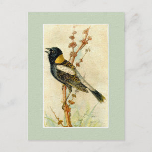 Vintager Vogeldruck - Bobolink Postkarte