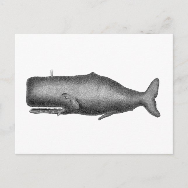 Vintager Wal Postkarte (Vorderseite)