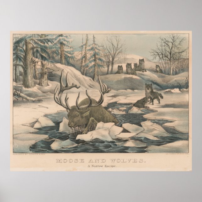 Vintager Wolf Pack Jagd auf eine Elch-Illustration Poster (Vorne)