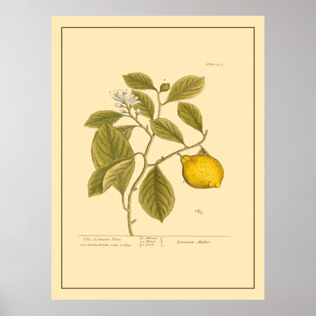 Vintager Zitronenbaum Botanische Küche Poster (Vorne)