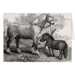 Vintages 1800s Clydesdale Pferdehochland-Pony