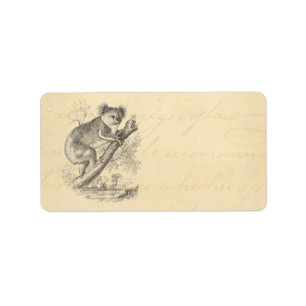 Vintages 1800s Koala-Bärn-Illustrations-Pergament Adressaufkleber