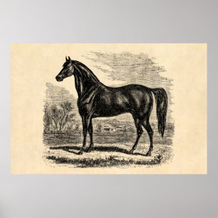 Vintages 1800s Pferd - Morgan-Reiter-Schablone Poster