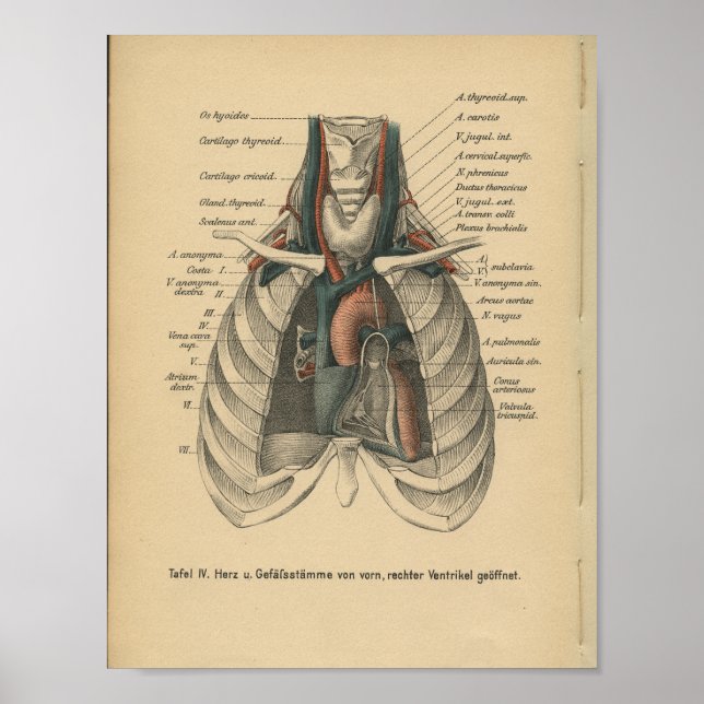 Vintages 1888 deutsches Anatomie Druckherz Poster (Vorne)