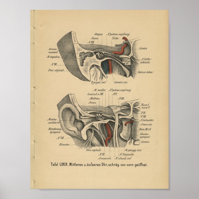 Vintages 1888 deutsches Anatomie-Ohr Poster (Vorne)