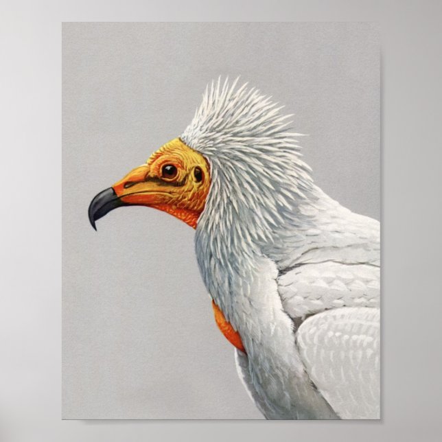 Vintages ägyptisches Vulture Poster drucken (Vorne)