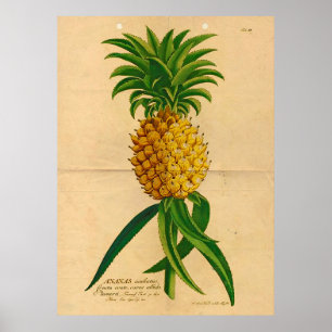 Vintages Ananas-Poster Poster